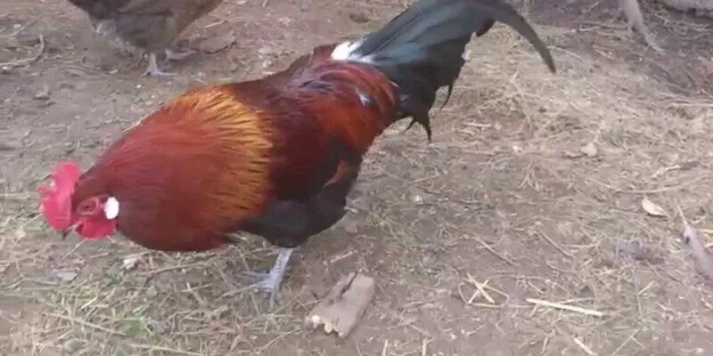 Kịch tính không bàn cãi